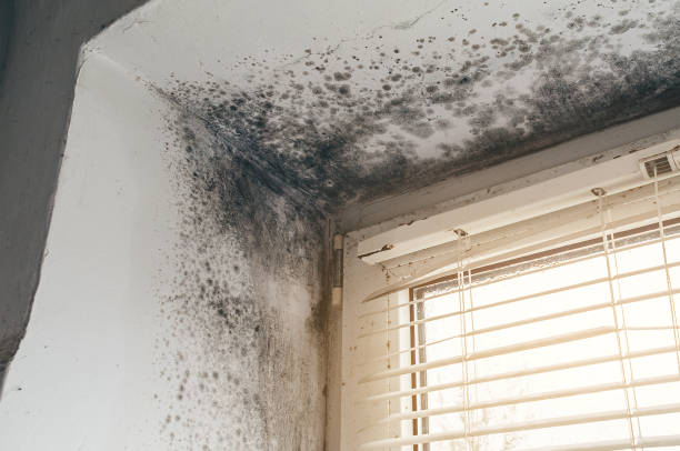 Affordable Mold Cleanup solutions in Hermitage, PA